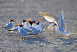 Royal Tern (Thalasseus maximus) (0172)