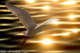 Snowy Egret (Egretta thula) (6083)