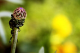 Spring blooms, Chicago Botanical Garden
