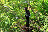 Anhinga, Everglades National Park, Shark Valley, Florida