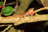 Brown Anole Lizard, Everglades National Park, Shark Valley, Florida