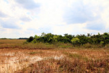 Sawgrass and Mangroves, Everglades National Park, Shark Valley, Florida