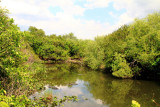 Everglades National Park, Shark Valley, Florida