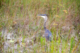 Blue Heron, Everglades National Park, Shark Valley, Florida
