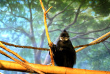 Francois' Langur, Lincoln Park Zoo, Chocago