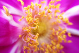 Chicago Botanic Garden - flower macro
