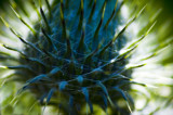thistle-up-close2.jpg