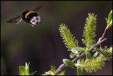 Flying Earth Bumblebee - Västmanland