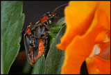 Mating Cantharis fusca (Flugbaggar) in my garden