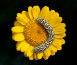 Larva on Yellow Chamomille (Färgkulla - Anthemis tinctoria) Grönhögen