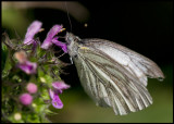 Rapsfjäril (Green veined White - Pieris napi) most common butterfly in Sweden - Ventlinge Öland
