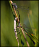 Mating Lestes dryas (Kraftig smaragdflickslända) - Ottenby Öland