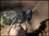 Rosenvingad gräshoppa (Bryodema tuberculata) Allvaret - Öland