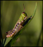 Kärrgräshoppa (Mecostethus grossus) Södra Lunden - Ottenby