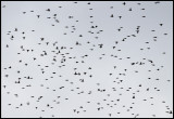A small part of 100k Bramblings and Chaffinches passing Österlen