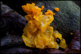 Gullkrös (Tremella mesenterica) parasit on other fungi