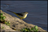 Grey Wagtail (Forsärla) - Hermotts Mill Pond, Bristol England