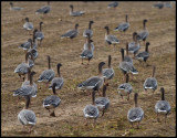 Pink-footed Geese (Spetsbergsgäss) - Cley England