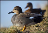 A pair of Gadwalls (Snatteränder - Anas strepera) near Rotterdam - Holland