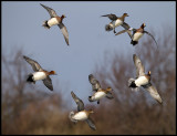 Wigeons (Bläsänder - Anas penelope) near Zierikzee - Holland
