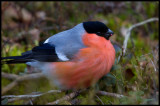Bullfinch (Domherre) - Kårestad