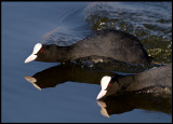 Coot (Sothöns) - Rotterdam