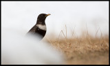 Male Ring Ouzel (Ringtrast - Turdus torquatus) Limingen Norway