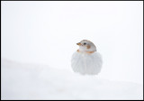 Snow Bunting (Snösparv) Limingen Norway