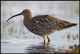 Curlew (Storspov) - Liminka Finland