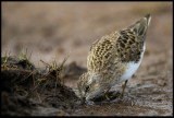 Temminck's Stint (Mosnäppa) digging in the dirt - Liminka Finland