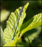 Ljus lyrflickslända (Coenagrion puell) - Ottenby