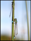 Större kustflickslända (Ischnura elegans) - Blekinge