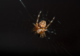 European Garden Spider (Korsspindel) - Öland