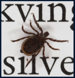 Tick (fästing) - my co-reader in a book about butterflies