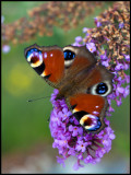 European Peacock (Påfågelöga) in my garden at Öland