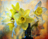 Daffodils