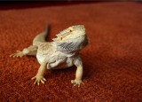 DINO