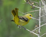 orchard oriole BRD1005.jpg