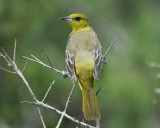 orchard oriole BRD1068.jpg