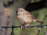 IMG_1289 Botteri's Sparrow.jpg
