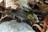 IMG_1820b Hermit Warbler hybrid female.jpg