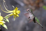 IMG_2684 Magnificent Hummingbird female.jpg
