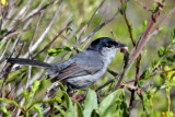 IMG_4829 California Gnatcatcher.jpg
