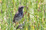 IMG_4018a Savannah Sparrow - Belding's.jpg