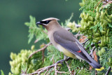 IMG_7134a Cedar Waxwing.jpg