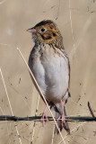 IMG_5133a Baird's Sparrow.jpg