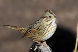 IMG_4493a Lincoln's Sparrow.jpg
