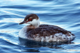 IMG_7601a Horned Grebe - winter.jpg