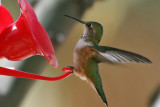 IMG_0248 Rufous Hummingbird female.jpg