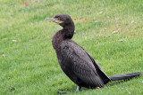 IMG_1555 Neotropic Cormorant.jpg